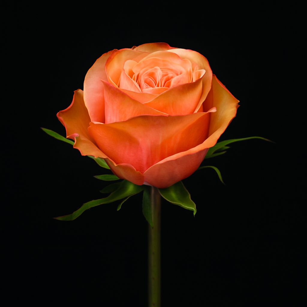 photo 2025 08 18 19 18 20 2